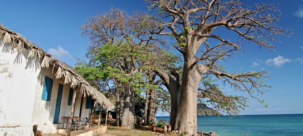 Baobab Tree, Moheli Island, Comoren - Shutterstock