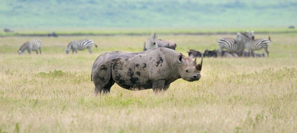 Big Five, Ngorongoro krater, rondreis