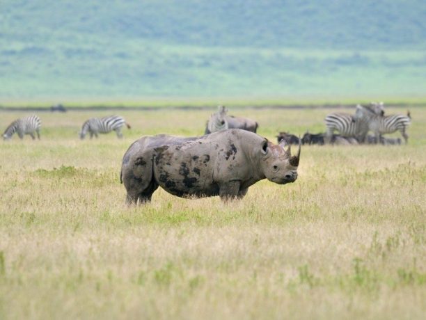 Big Five, Ngorongoro krater, rondreis