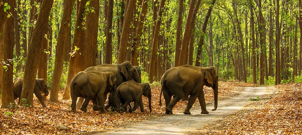 Olifant, Dudhwa, India - Shutterstock
