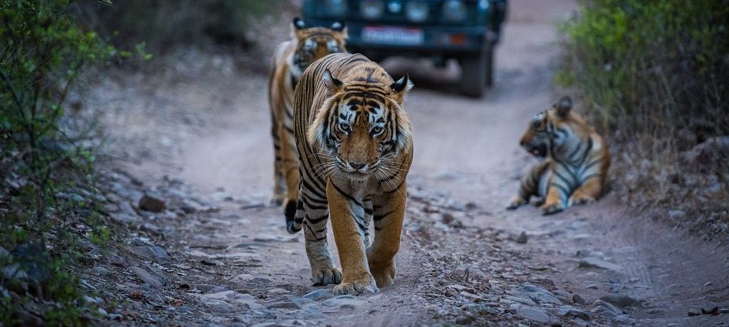 Game drive, Ranthambore, India - Shutterstock