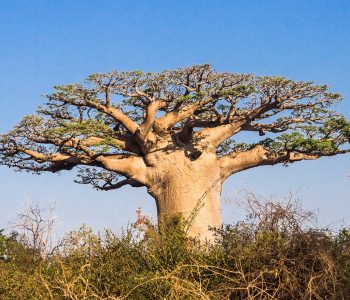 Baobab