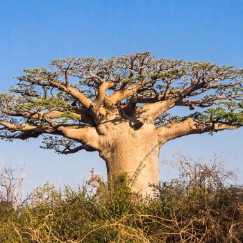 Baobab