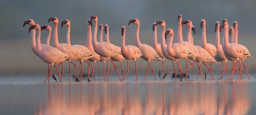 Flamingo, Rann Of Kutch, Gujarath, India - Shutterstock
