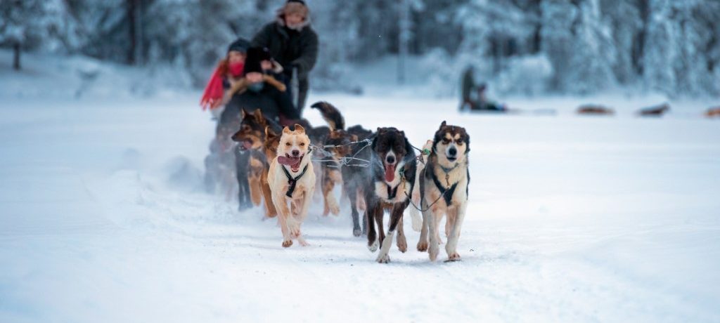 Noorderlicht, husky & sneeuwschoenwandeling in Tromso