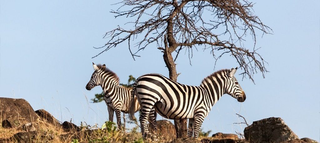 Zebra, Mara North Conservancy, Kenia - Shutterstock Mara North Conservancy, Fly in safari Masai Mara