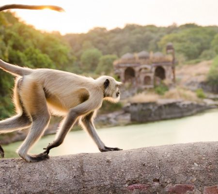 Grijze langoer aap, Ranthambore Fort, India - Shutterstock Grijze langoer aap bij Ranthambore Fort