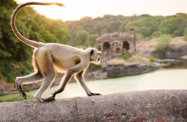 Grijze langoer aap, Ranthambore Fort, India - Shutterstock Grijze langoer aap bij Ranthambore Fort