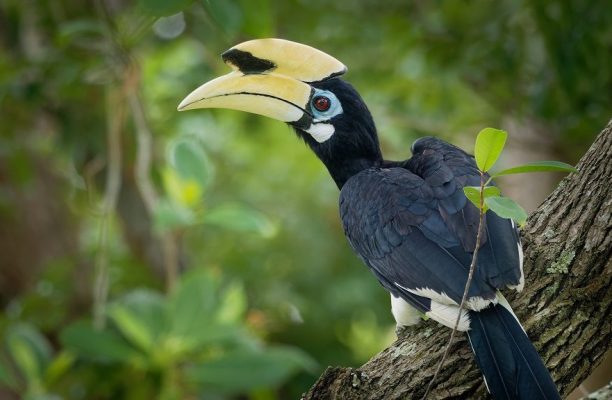 Hornbill