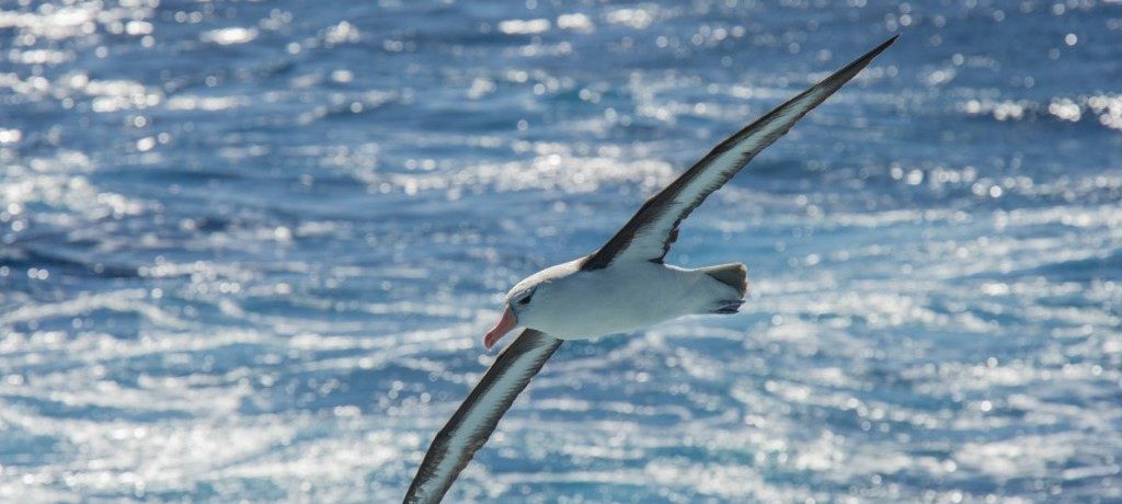 Wenkbrouw Albatros, Drake Passage, Antarctica - Shutterstock Drake Passage, Antarctica