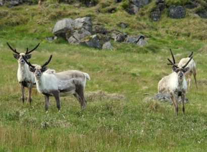 Activiteiten Oostfjorden, Rendieren IJsland
