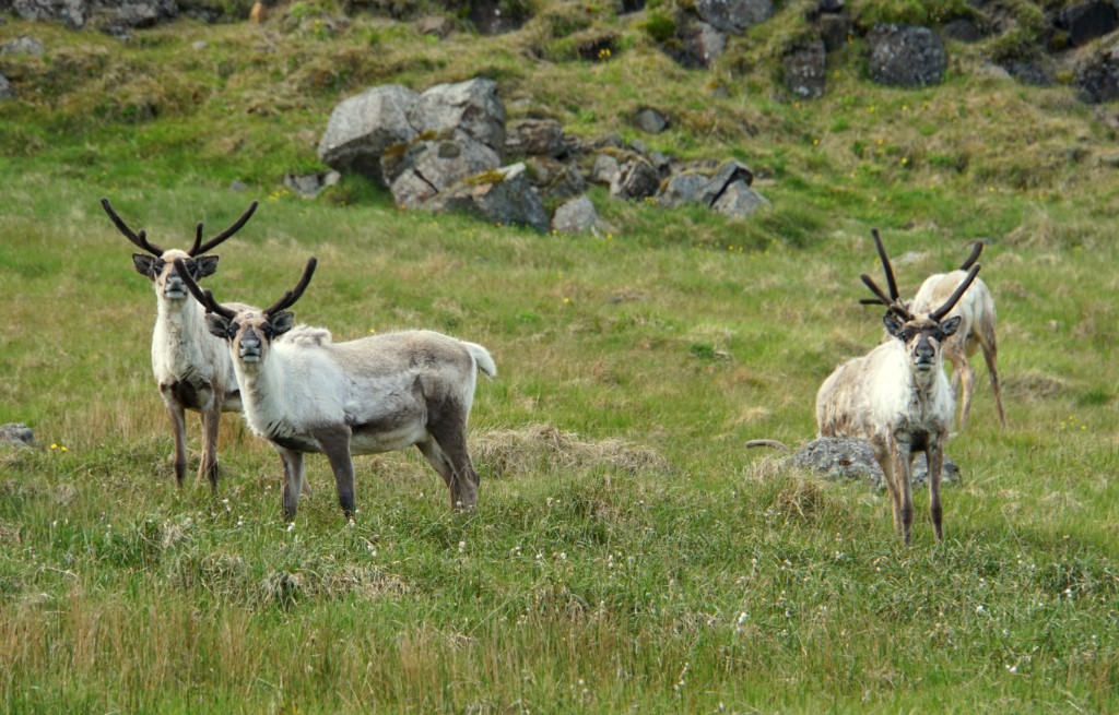 Activiteiten Oostfjorden, Rendieren IJsland