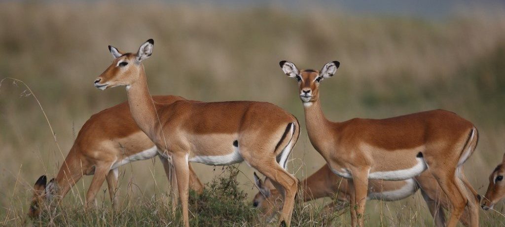 Lake Manyara