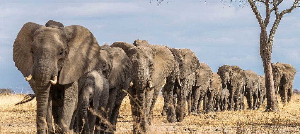 Olifant safari reizen