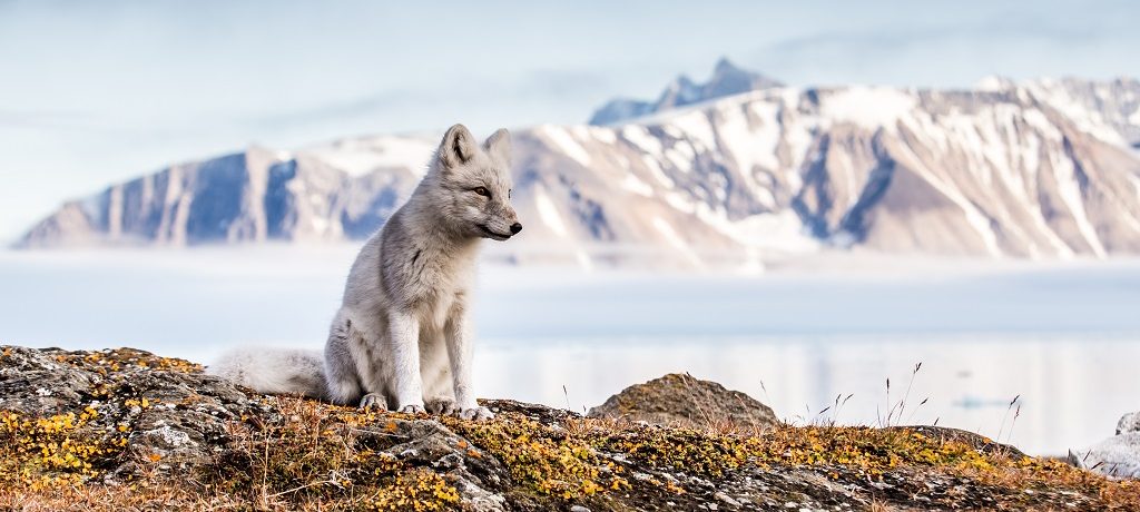 Poolvos, Hornsund, Spitsbergen - Shutterstock