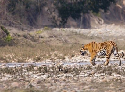 Tijgers en neushoorns in Nepal