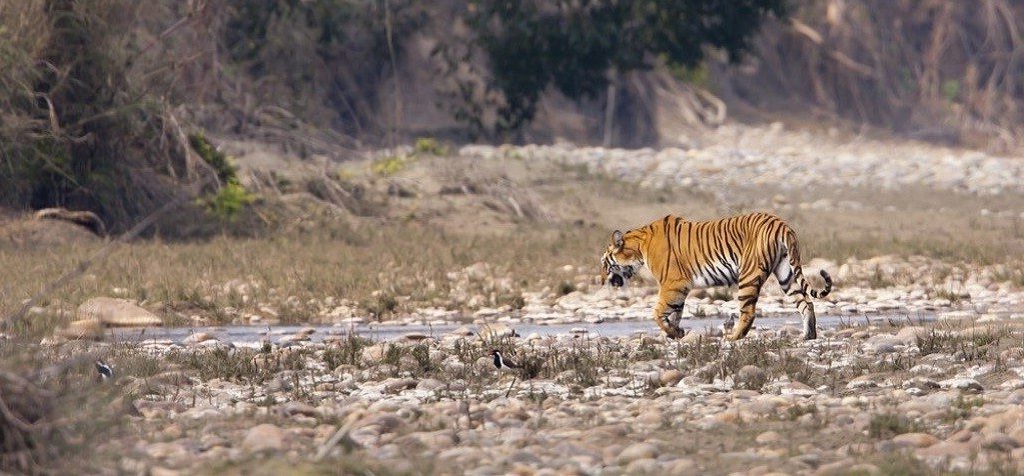 Tijgers en neushoorns in Nepal