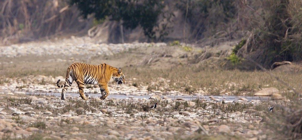 Bardia, Klassieke natuurreis Nepal, Tijgers en neushoorns