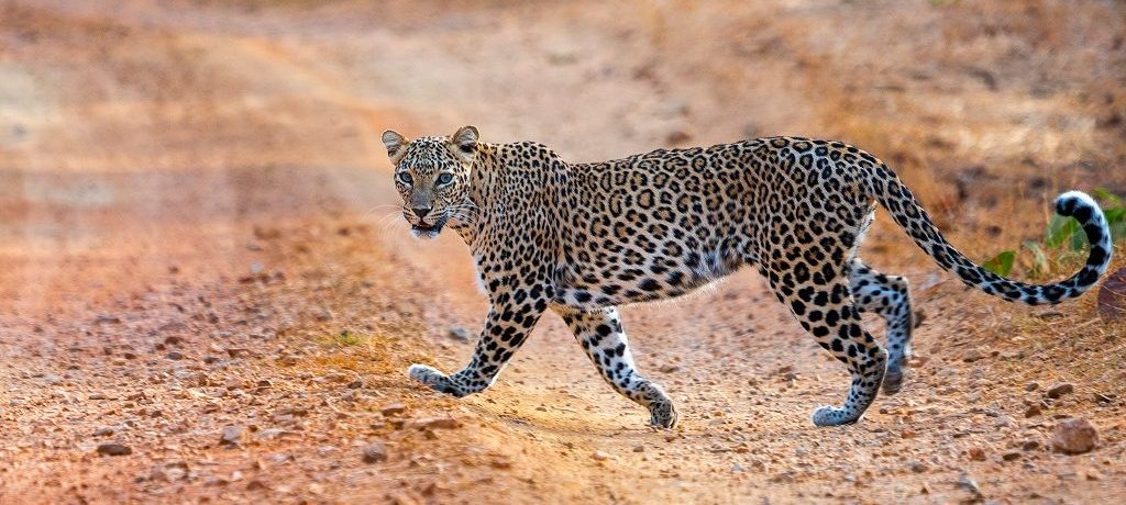 Luipaard, Nagzira, Tadoba, India - Shutterstock