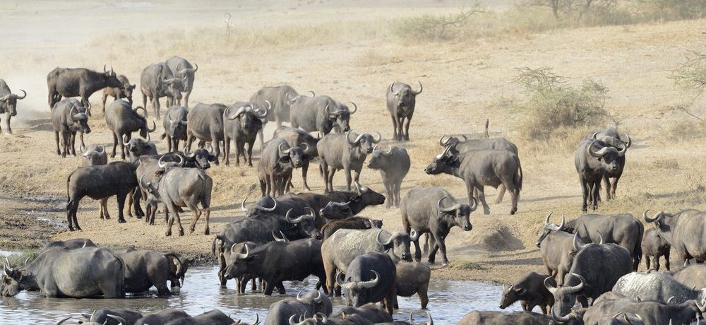 Serengeti National Park