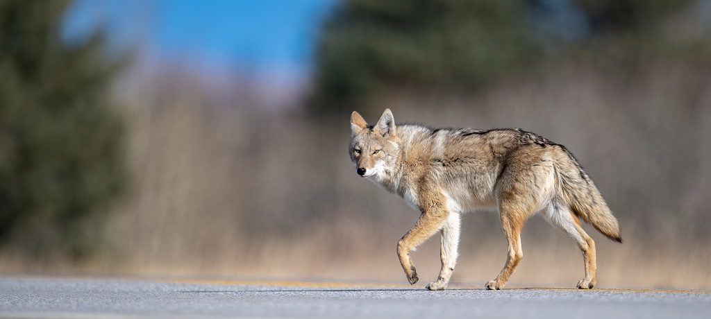 Coyote, Banff, Canada - Shutterstock