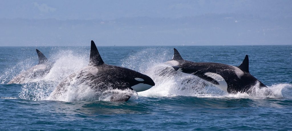 orka safari, orka spotten
