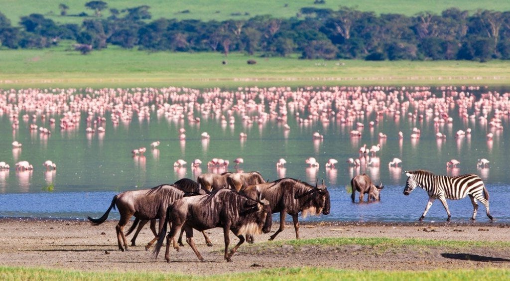 Ngorongoro krater