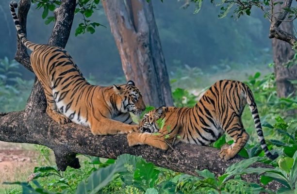 Tijger, Tadoba Tiger Reserve, India - Shutterstock Grote katten van India, Tijgers Tadoba