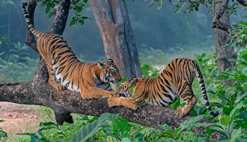 Tijgers Tadoba