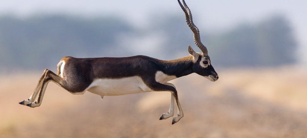 Blackbuck, Velavadar, India - Shutterstock