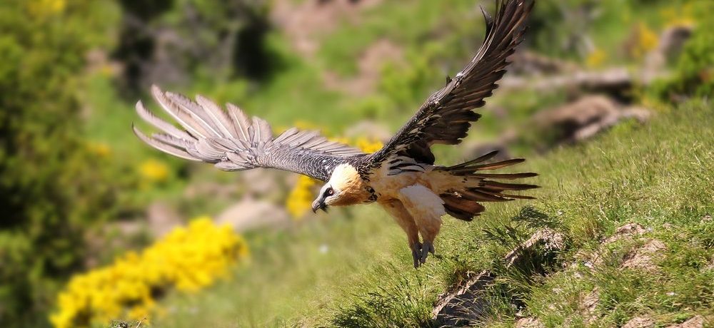 Abruzzen National Park, Italië