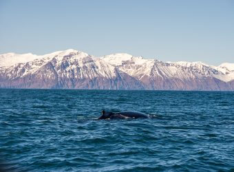 Bultrug, Skjálfandi, IJsland - Shutterstock