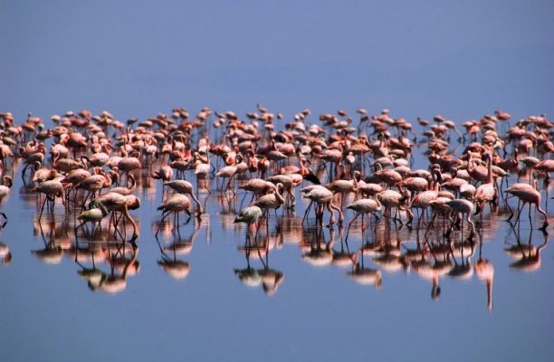 Lake Natron