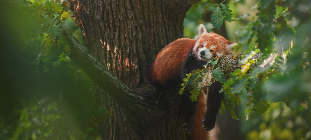 Rode panda, Manebhanjang, India - Shutterstock Rode panda, Manebhanjang, India - Shutterstock