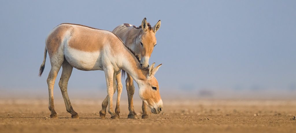 Ezel, Rann Riders, Little Rann of Kutch, Thar woestijn, india