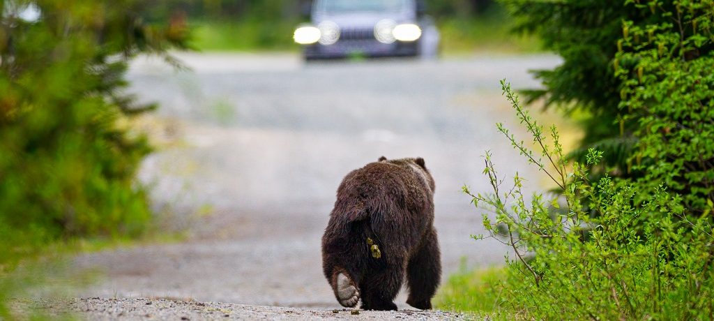 Grizzly, Whistler, Canada - Shutterstock