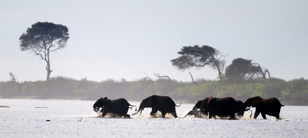 Loango National Park olifanten in zee