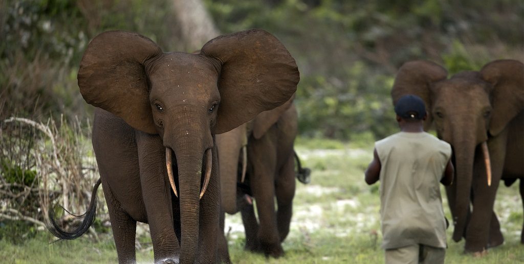 Loango en Pongara National Park reis, Gabon, West Afrika