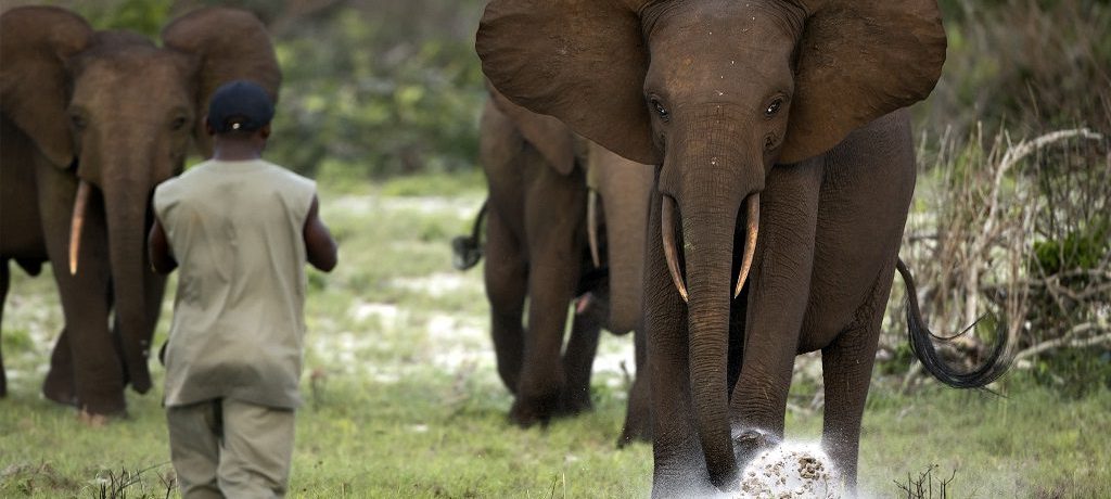 Loango en Pongara National Park reis, Gabon, West Afrika