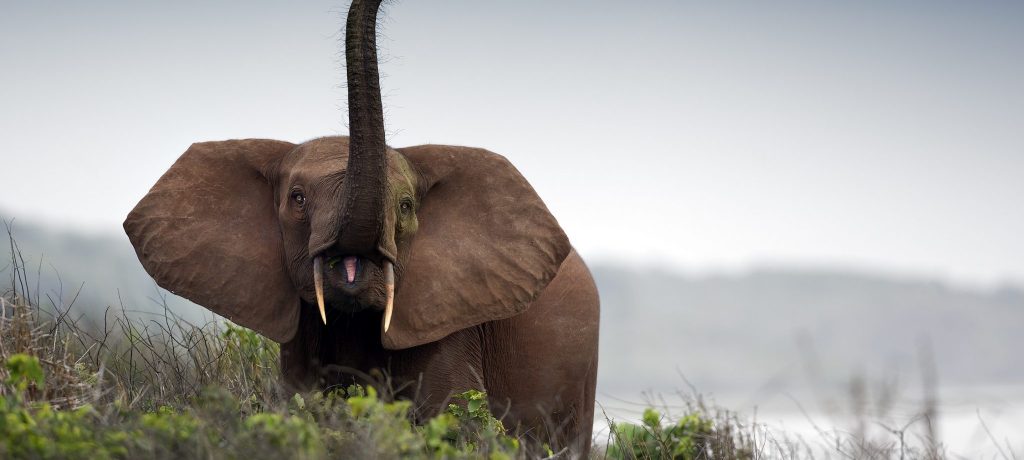 Loango National Park