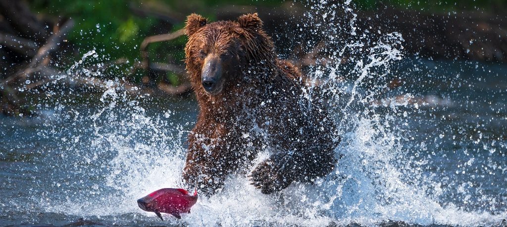 Zalm trek, Grizzly, Kamchatka, Canada - Shuttterstock