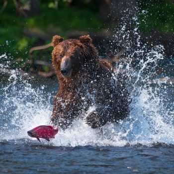 Zalm trek, Grizzly, Kamchatka, Canada - Shuttterstock