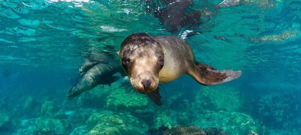 Luxe cruise Baja California
