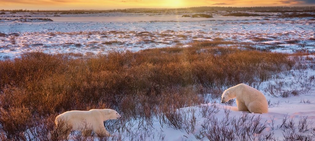 IJsberen, Churchill, Manitoba, Arctische Canada - Shutterstock