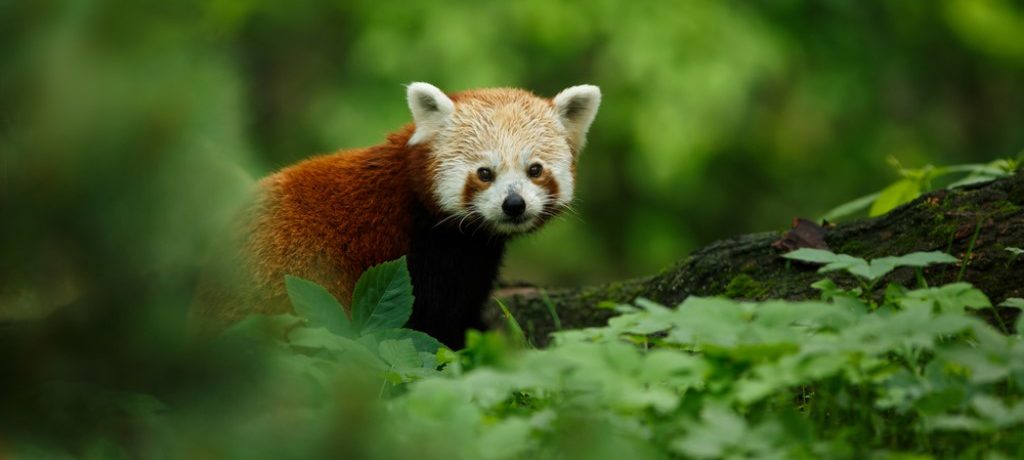 Kleine pandabeer china