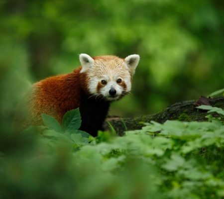 Kleine pandabeer china