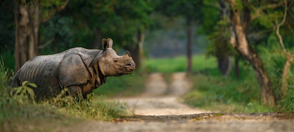 India Big Five safari