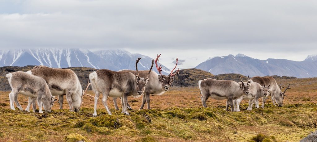Rendier, Bellsund, Spitsbergen - Shutterstock