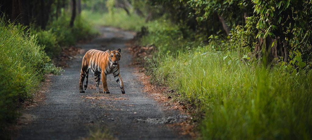 Tijger, Dudhwa, India - Shutterstock