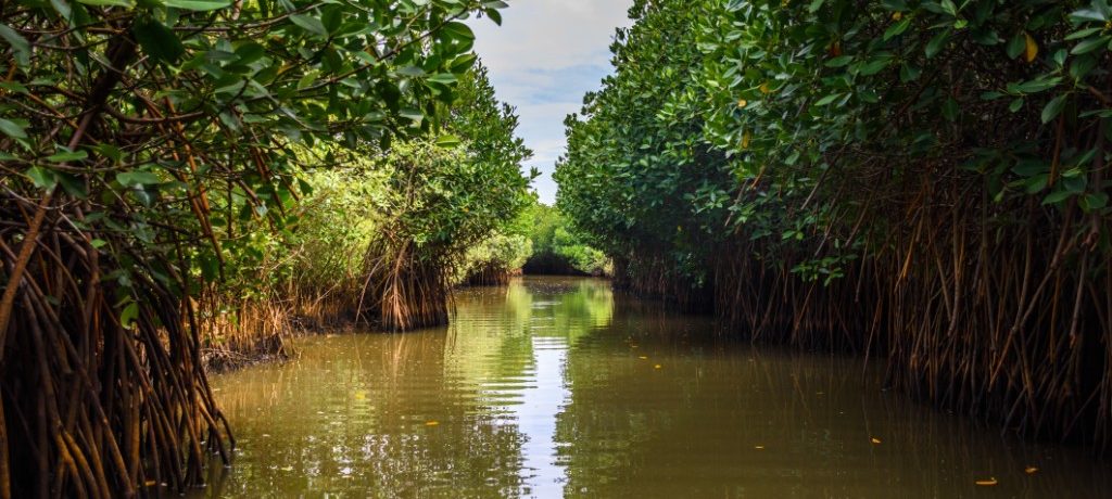 Mangrove
